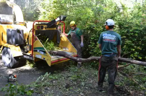 tree services Challenge-Brownsville